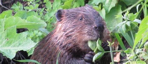 Living with Beavers .